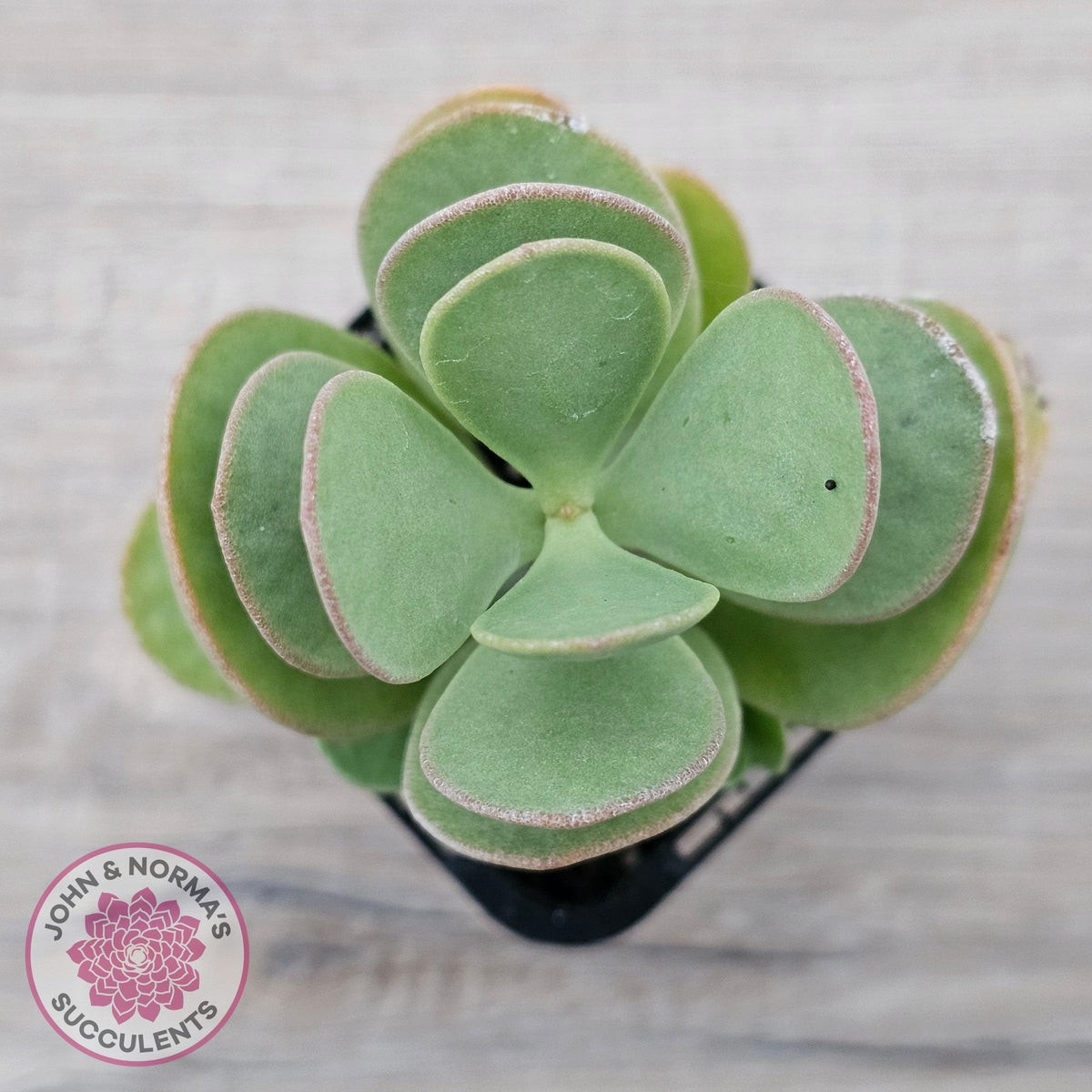 Kalanchoe farinacea