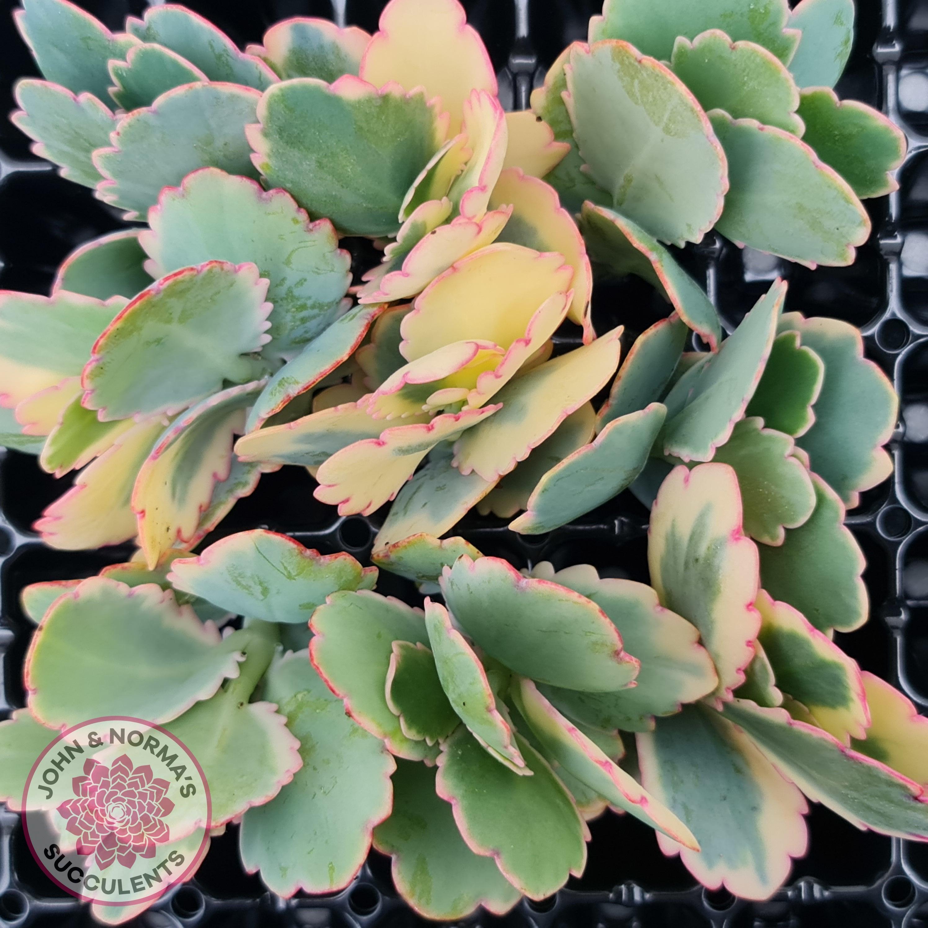 Buy Kalanchoe fedtschenkoi Variegated Cuttings x 1 Australia