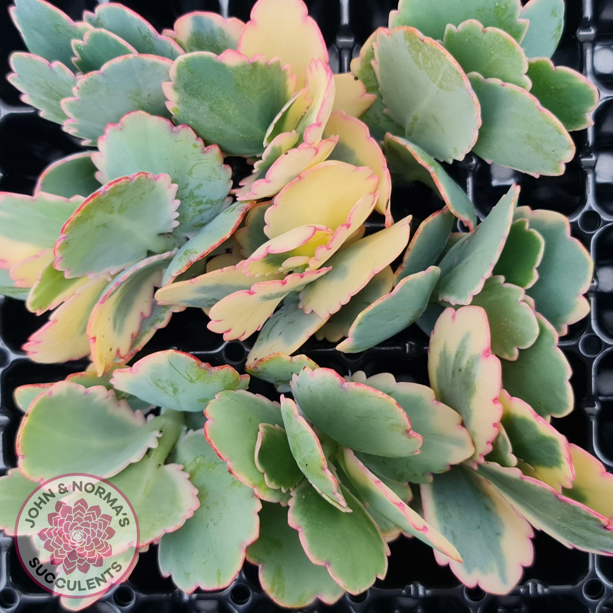 Kalanchoe fedtschenkoi Variegated Cuttings x 1