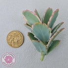 Kalanchoe fedtschenkoi Variegated Cuttings x 1