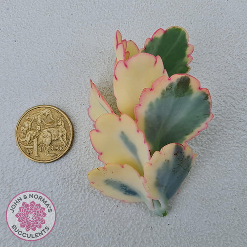 Kalanchoe fedtschenkoi Variegated Cuttings x 1 - John & Norma's Succulents Australia