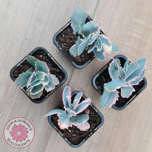 Load image into Gallery viewer, Kalanchoe fedtschenkoi Variegated - John &amp; Norma&#39;s Succulents Australia
