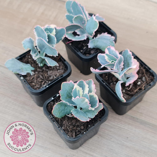 Kalanchoe fedtschenkoi Variegated - John & Norma's Succulents Australia