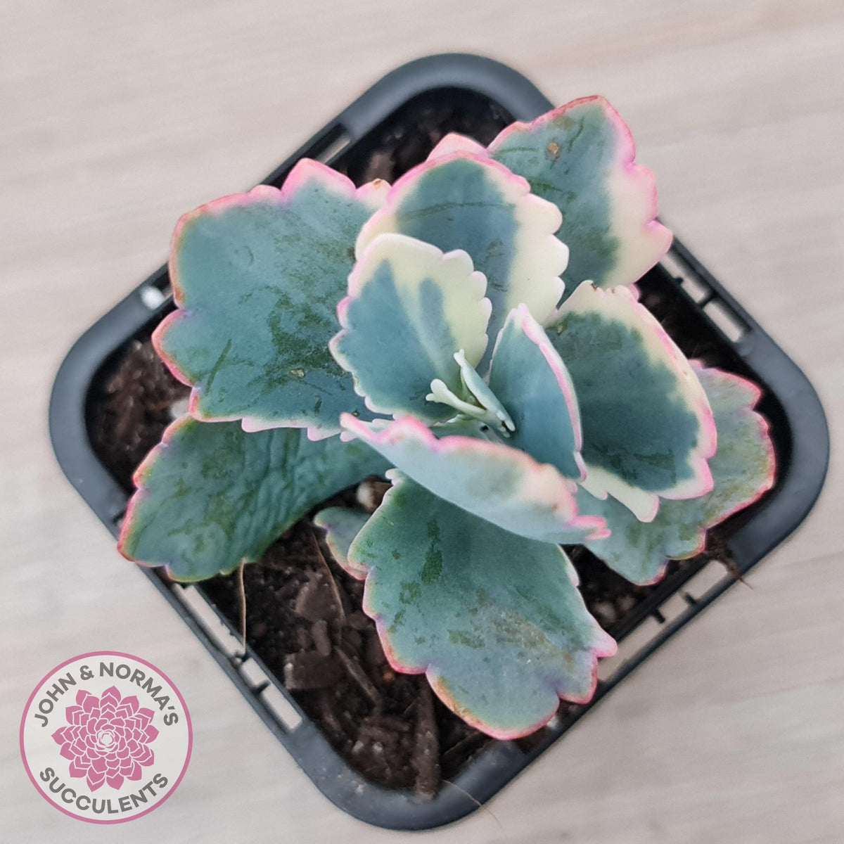 Kalanchoe fedtschenkoi Variegated