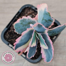 Load image into Gallery viewer, Kalanchoe fedtschenkoi Variegated - John &amp; Norma&#39;s Succulents Australia
