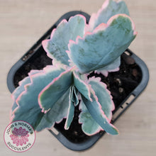 Load image into Gallery viewer, Kalanchoe fedtschenkoi Variegated - John &amp; Norma&#39;s Succulents Australia
