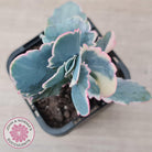 Kalanchoe fedtschenkoi Variegated