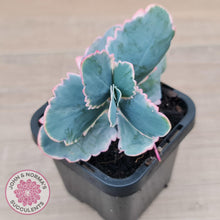 Load image into Gallery viewer, Kalanchoe fedtschenkoi Variegated - John &amp; Norma&#39;s Succulents Australia
