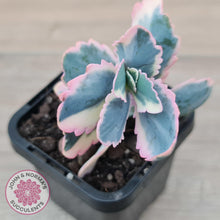 Load image into Gallery viewer, Kalanchoe fedtschenkoi Variegated - John &amp; Norma&#39;s Succulents Australia
