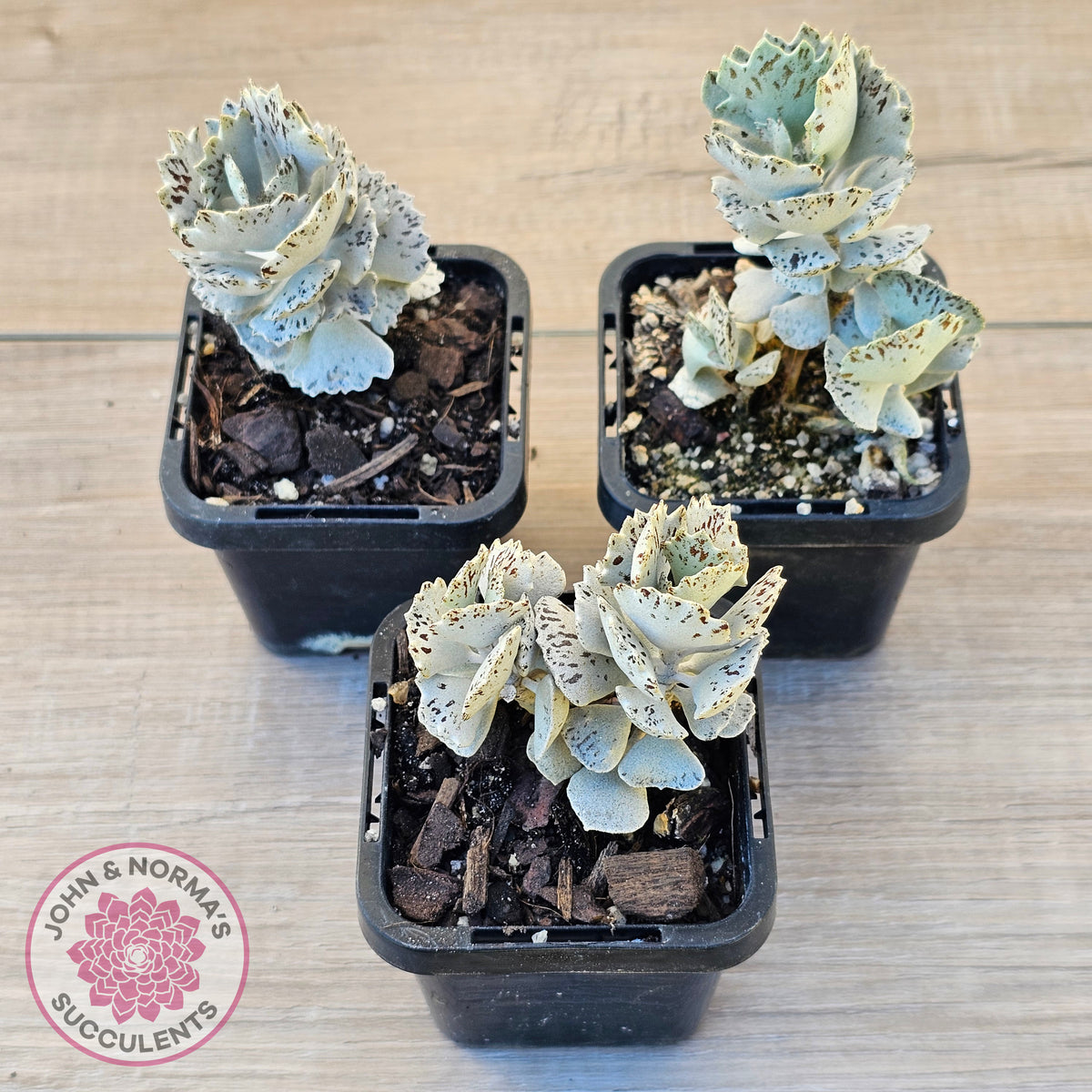 Kalanchoe rhombopilosa
