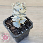 Kalanchoe rhombopilosa