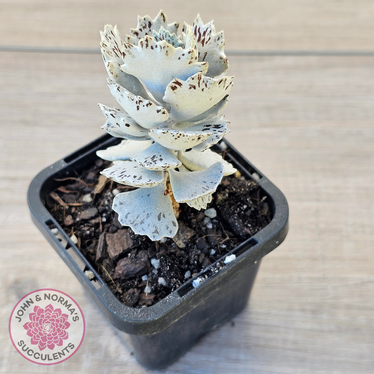 Kalanchoe rhombopilosa