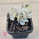 Kalanchoe rhombopilosa