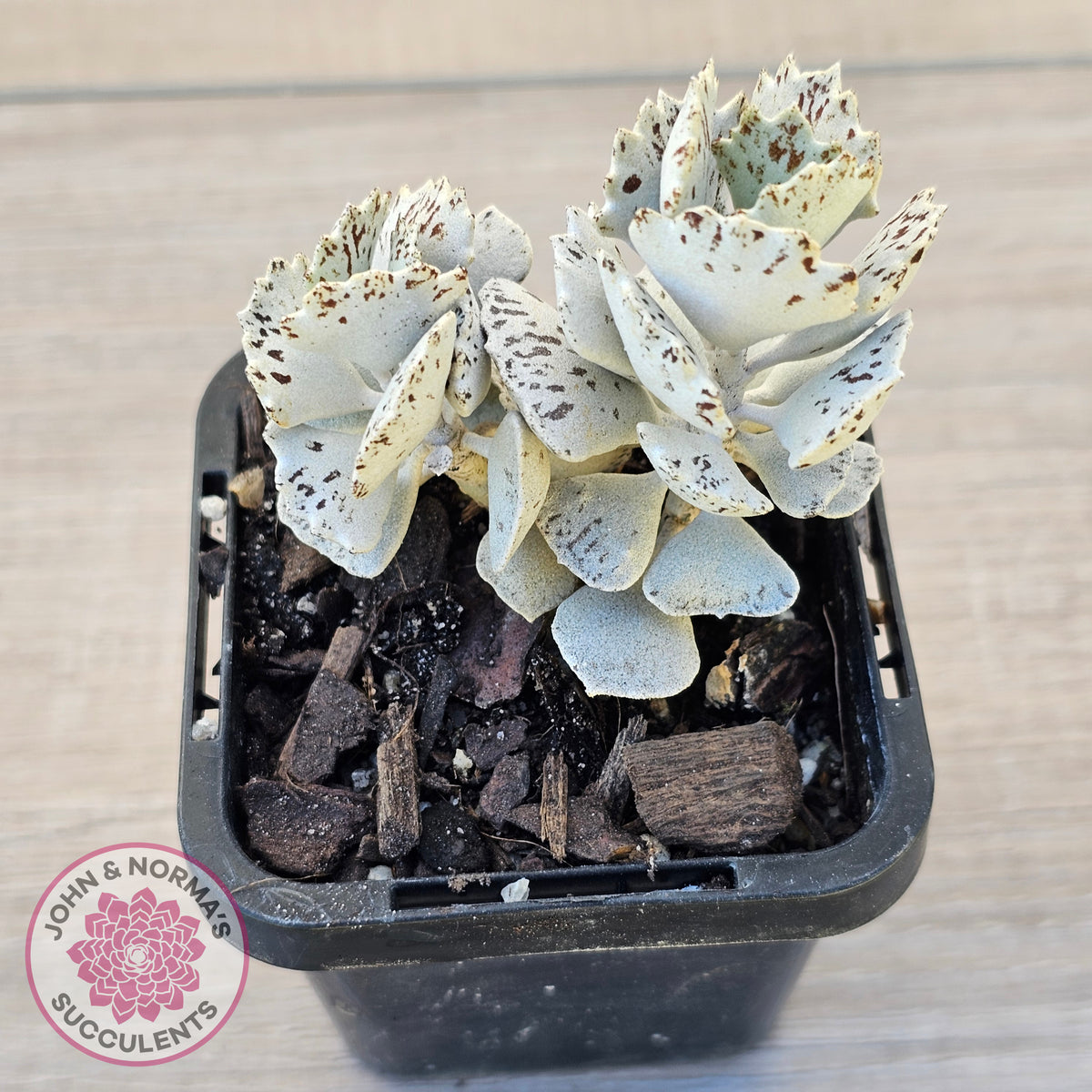 Kalanchoe rhombopilosa