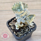 Kalanchoe rhombopilosa
