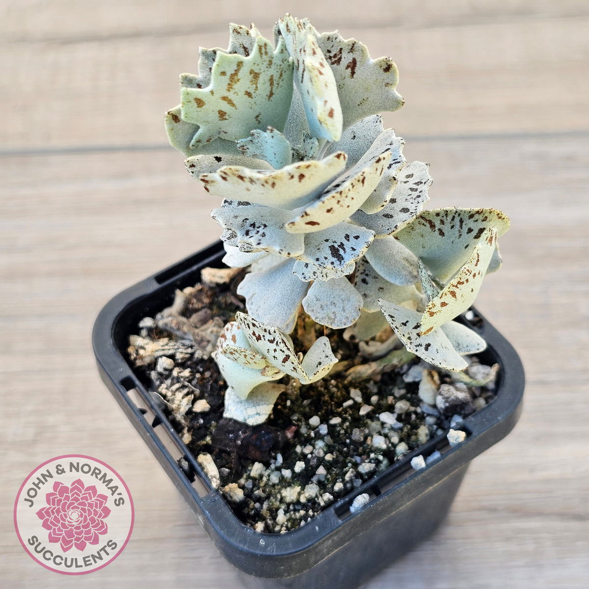 Kalanchoe rhombopilosa