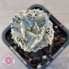 Kalanchoe rhombopilosa