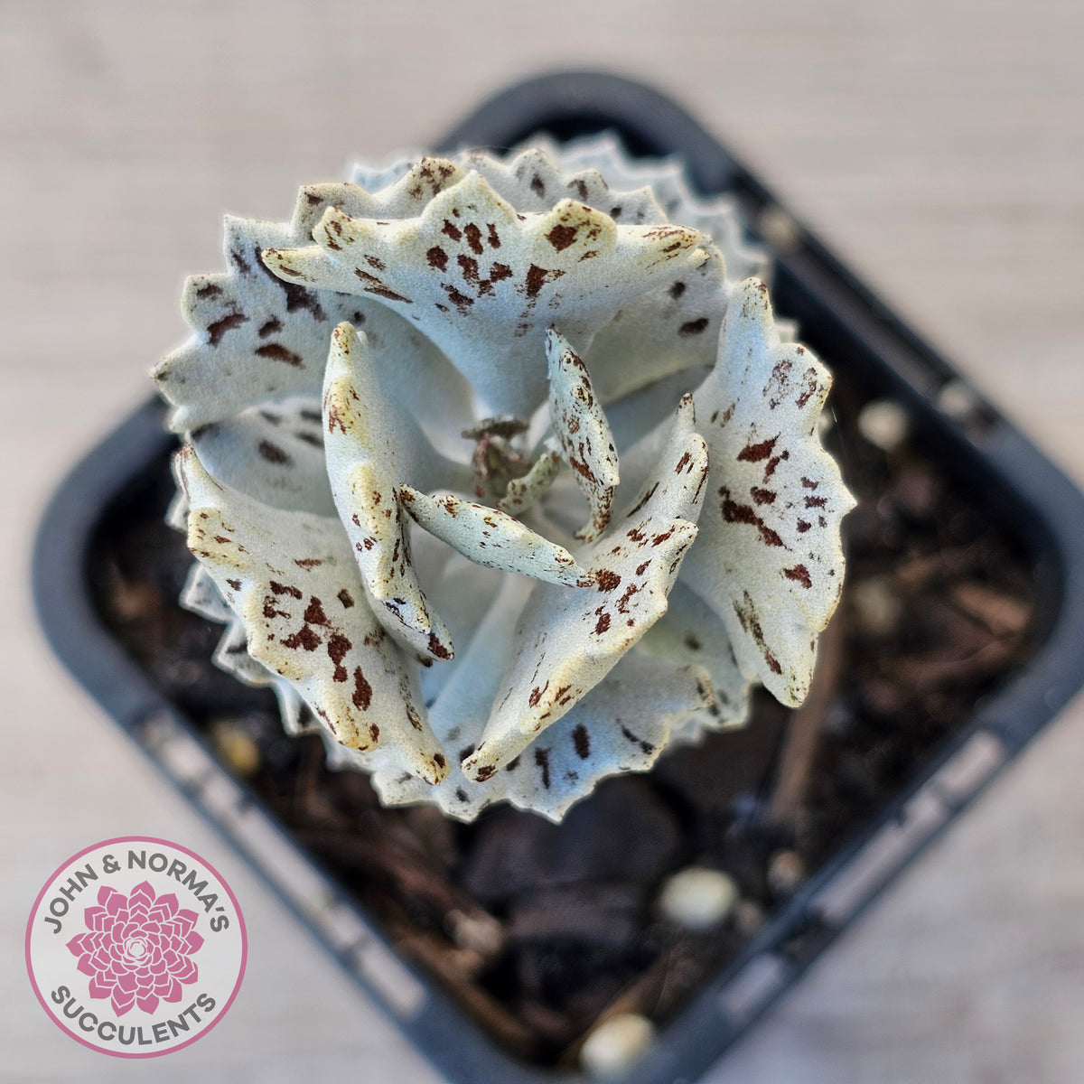 Kalanchoe rhombopilosa