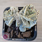 Kalanchoe rhombopilosa