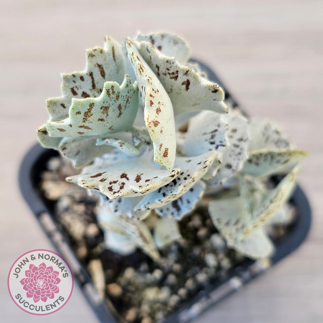 Kalanchoe rhombopilosa