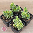 Kalanchoe robusta variegata
