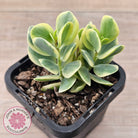 Kalanchoe robusta variegata
