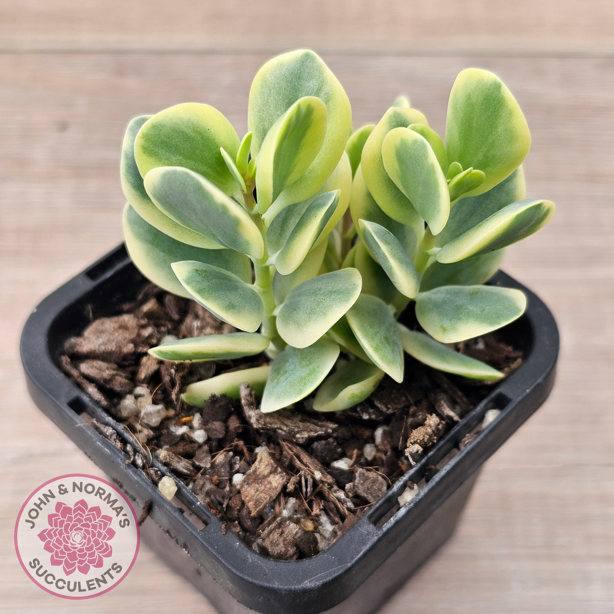 Kalanchoe robusta variegata