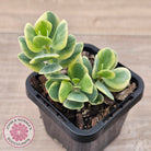 Kalanchoe robusta variegata