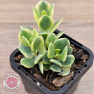 Kalanchoe robusta variegata