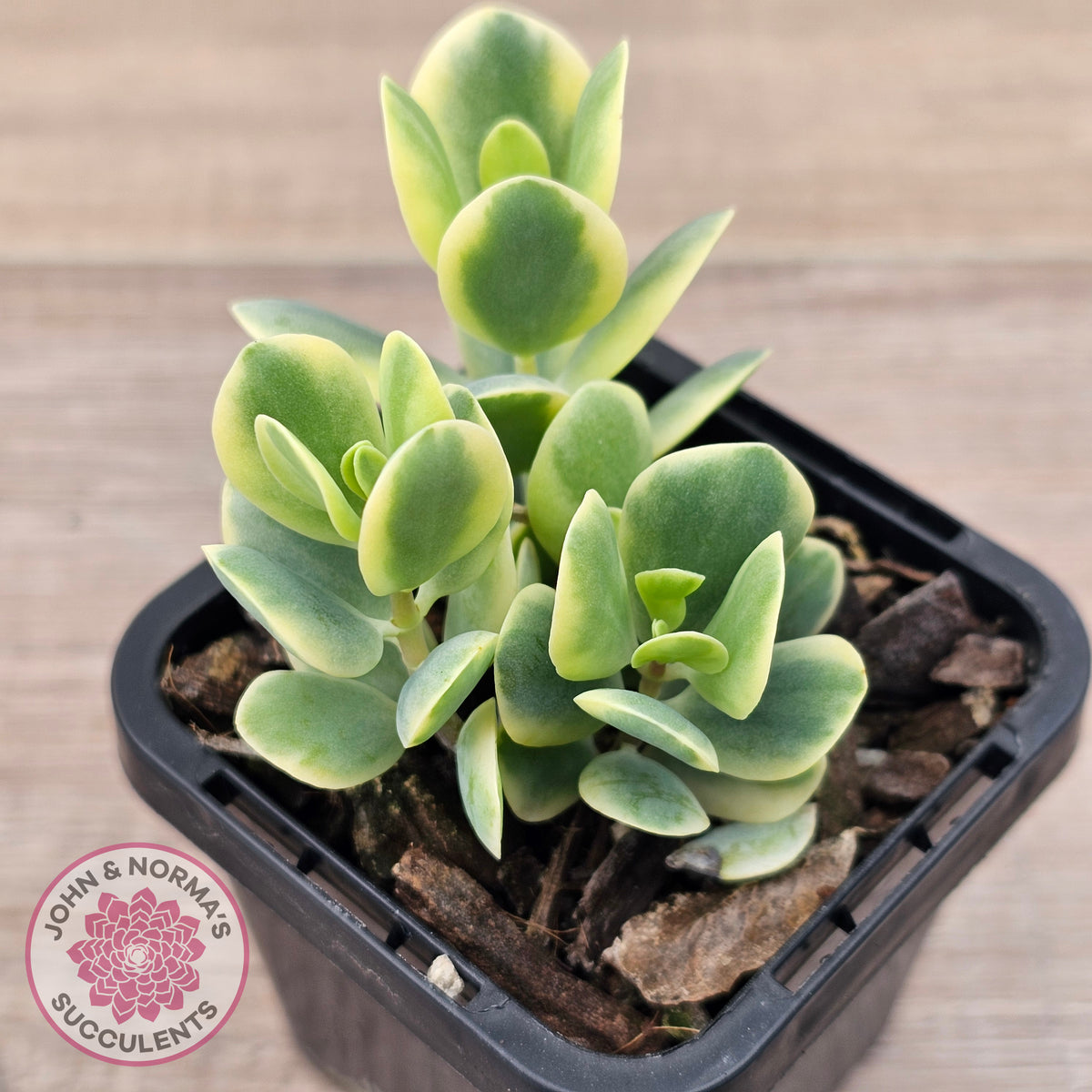 Kalanchoe robusta variegata
