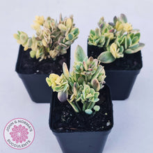 Load image into Gallery viewer, Kalanchoe robusta variegata
