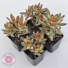 Load image into Gallery viewer, Kalanchoe tomentosa &#39;Dorothy Brown&#39; - John &amp; Norma&#39;s Succulents Australia
