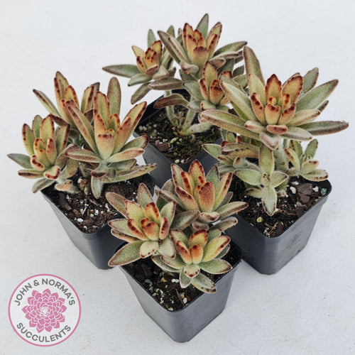 Kalanchoe tomentosa 'Dorothy Brown' - John & Norma's Succulents Australia