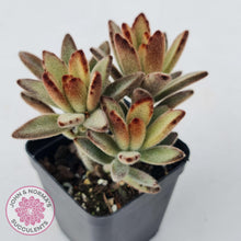 Load image into Gallery viewer, Kalanchoe tomentosa &#39;Dorothy Brown&#39; - John &amp; Norma&#39;s Succulents Australia
