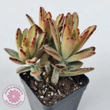 Load image into Gallery viewer, Kalanchoe tomentosa &#39;Dorothy Brown&#39; - John &amp; Norma&#39;s Succulents Australia
