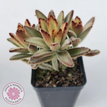 Load image into Gallery viewer, Kalanchoe tomentosa &#39;Dorothy Brown&#39; - John &amp; Norma&#39;s Succulents Australia
