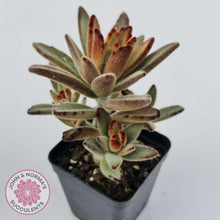 Load image into Gallery viewer, Kalanchoe tomentosa &#39;Dorothy Brown&#39; - John &amp; Norma&#39;s Succulents Australia
