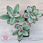 Kalanchoe tomentosa - Panda Plant