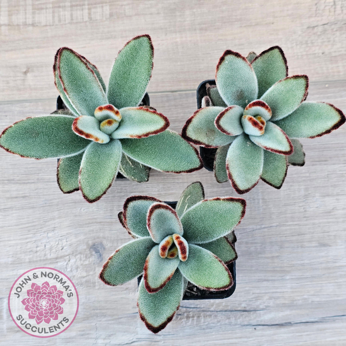 Kalanchoe tomentosa - Panda Plant