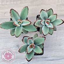 Load image into Gallery viewer, Kalanchoe tomentosa - Panda Plant
