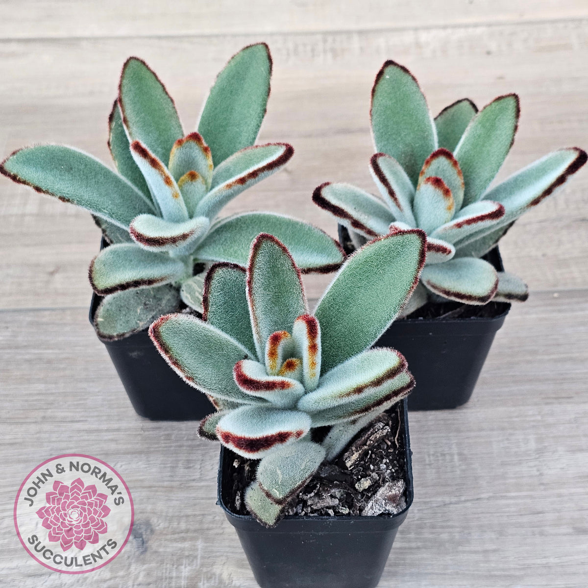 Kalanchoe tomentosa - Panda Plant
