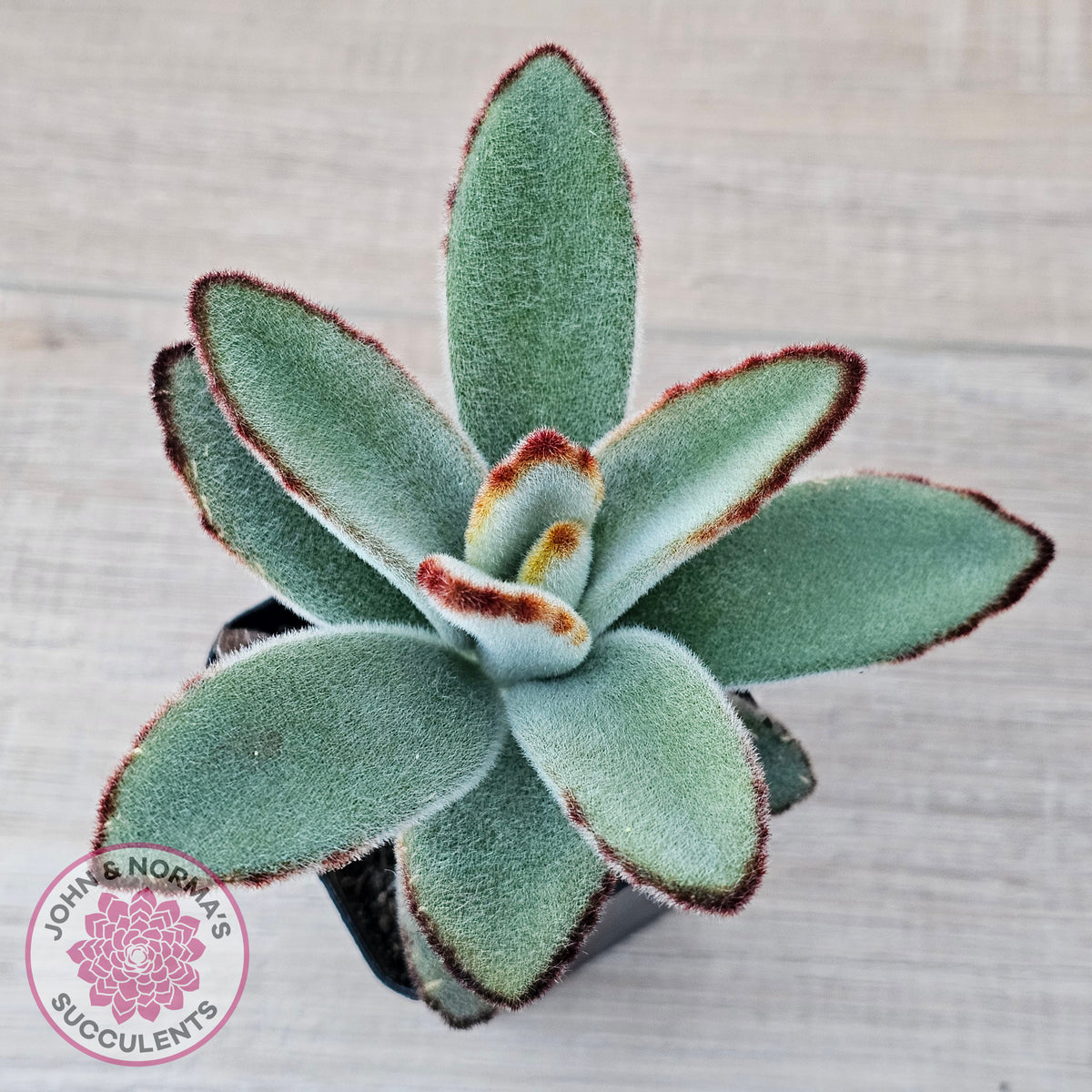 Kalanchoe tomentosa - Panda Plant