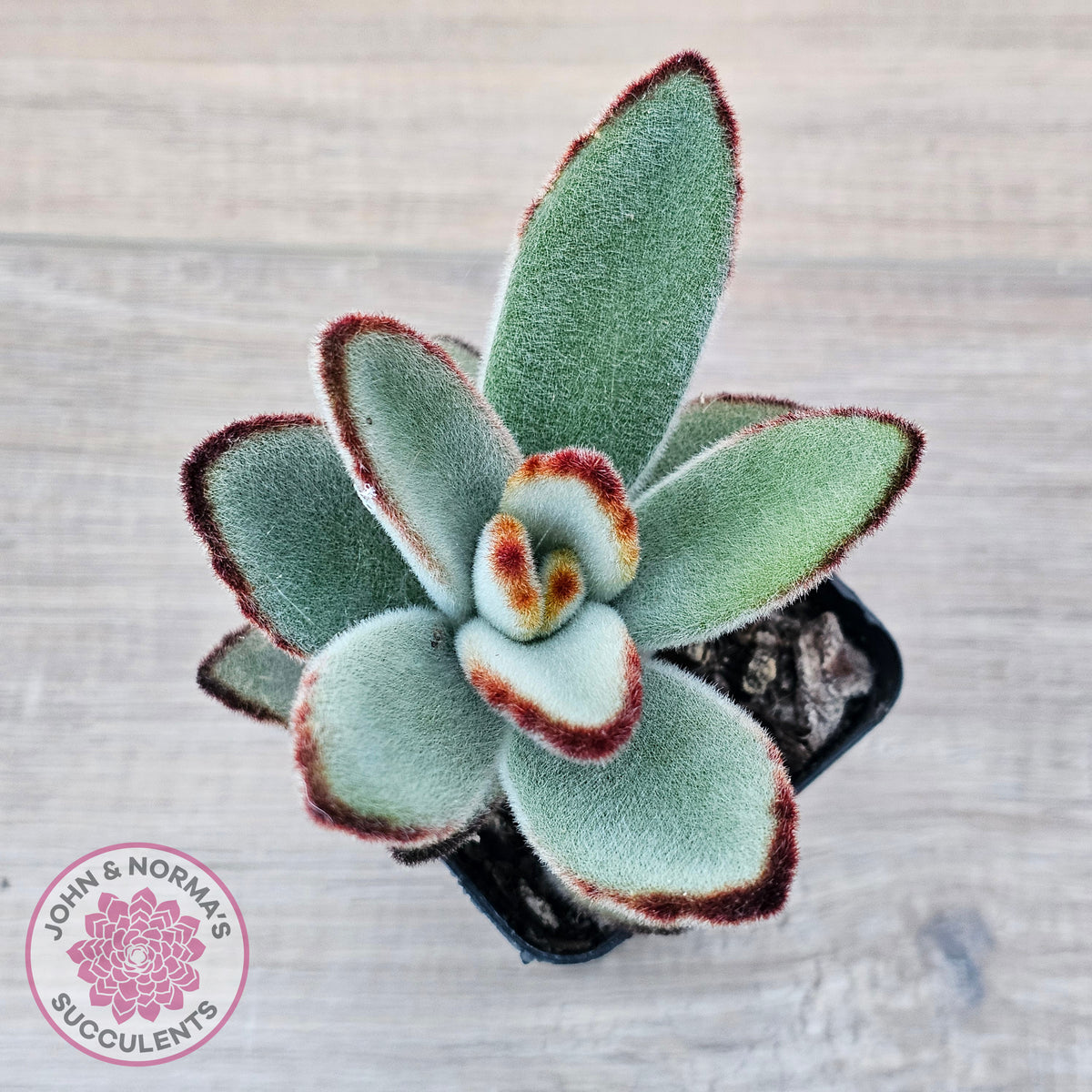 Kalanchoe tomentosa - Panda Plant