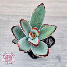 Load image into Gallery viewer, Kalanchoe tomentosa - Panda Plant
