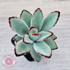Kalanchoe tomentosa - Panda Plant