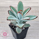 Kalanchoe tomentosa - Panda Plant