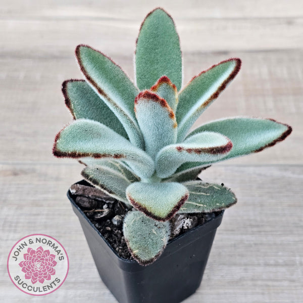 Buy Kalanchoe tomentosa - Panda Plant Australia