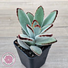 Kalanchoe tomentosa - Panda Plant