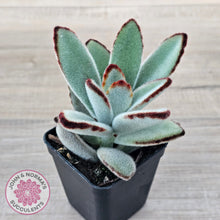 Load image into Gallery viewer, Kalanchoe tomentosa - Panda Plant
