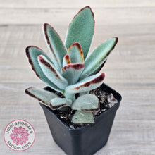 Load image into Gallery viewer, Kalanchoe tomentosa - Panda Plant
